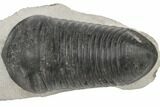 3.45" Inflated Wenndorfia Trilobite - Bou Lachrhal, Morocco - #190161-3